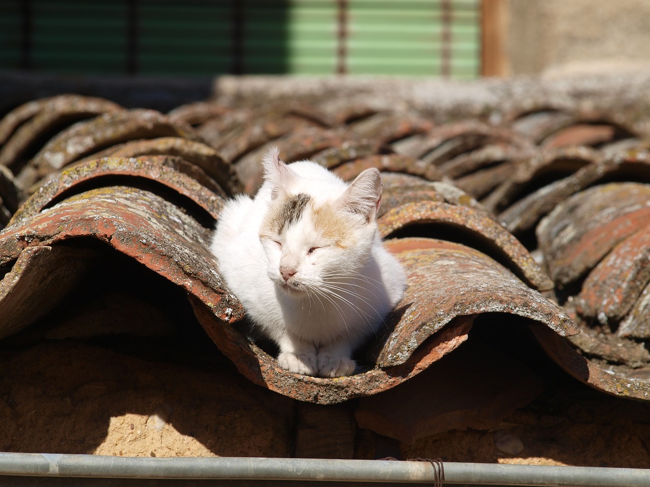 Image - cat about roof