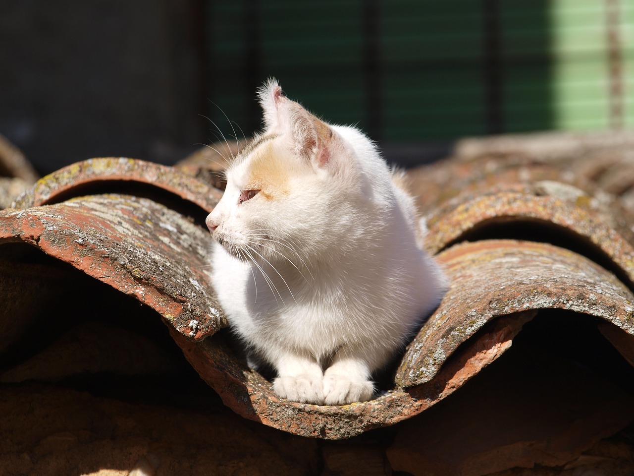 Image - cat about roof