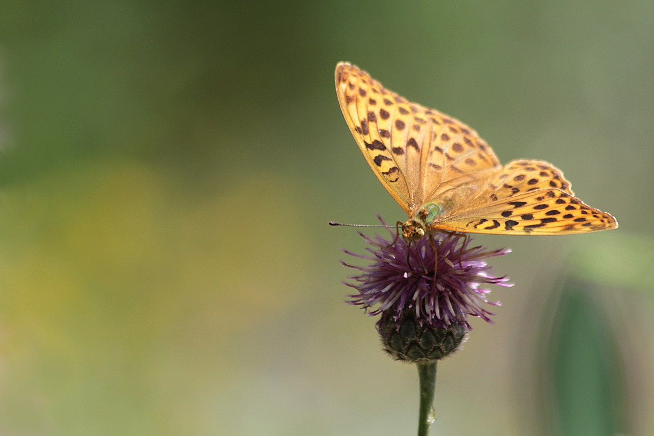 Image - butterfly nature insect flower