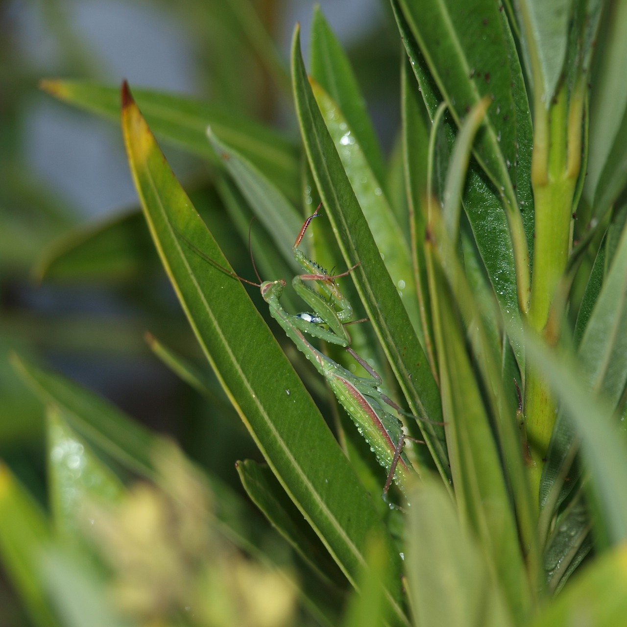 Image - religious in a plant mantis