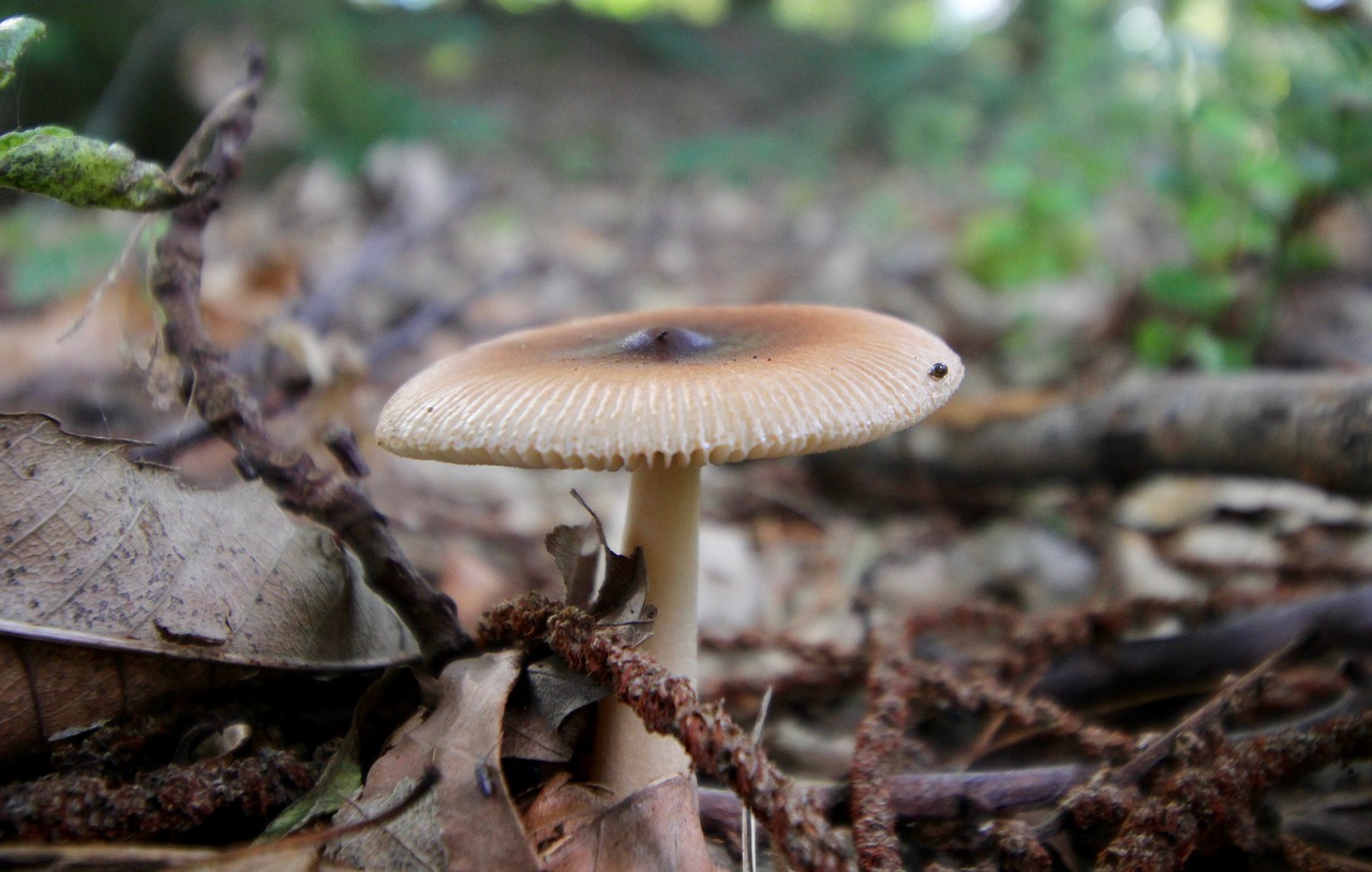 Image - mushroom forest autumn nature