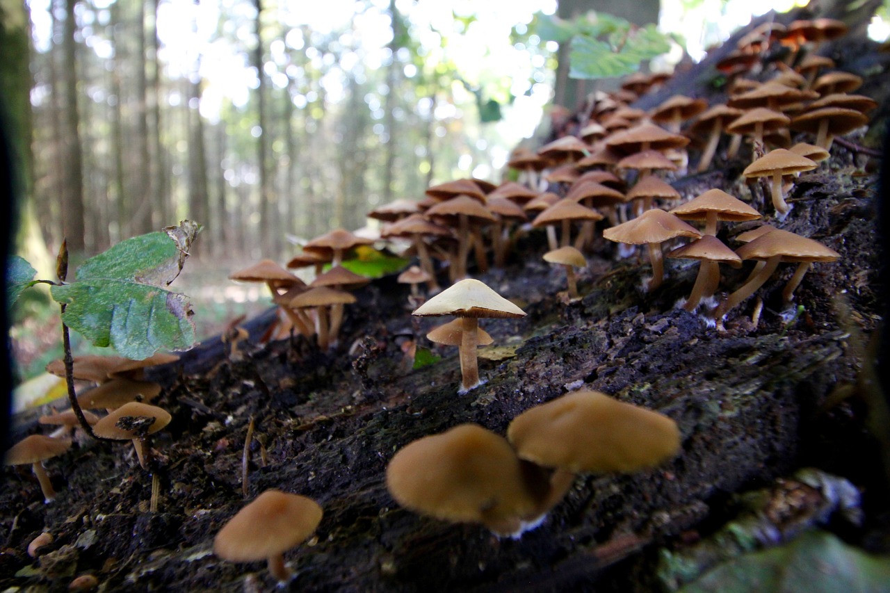 Image - mushroom forest autumn nature