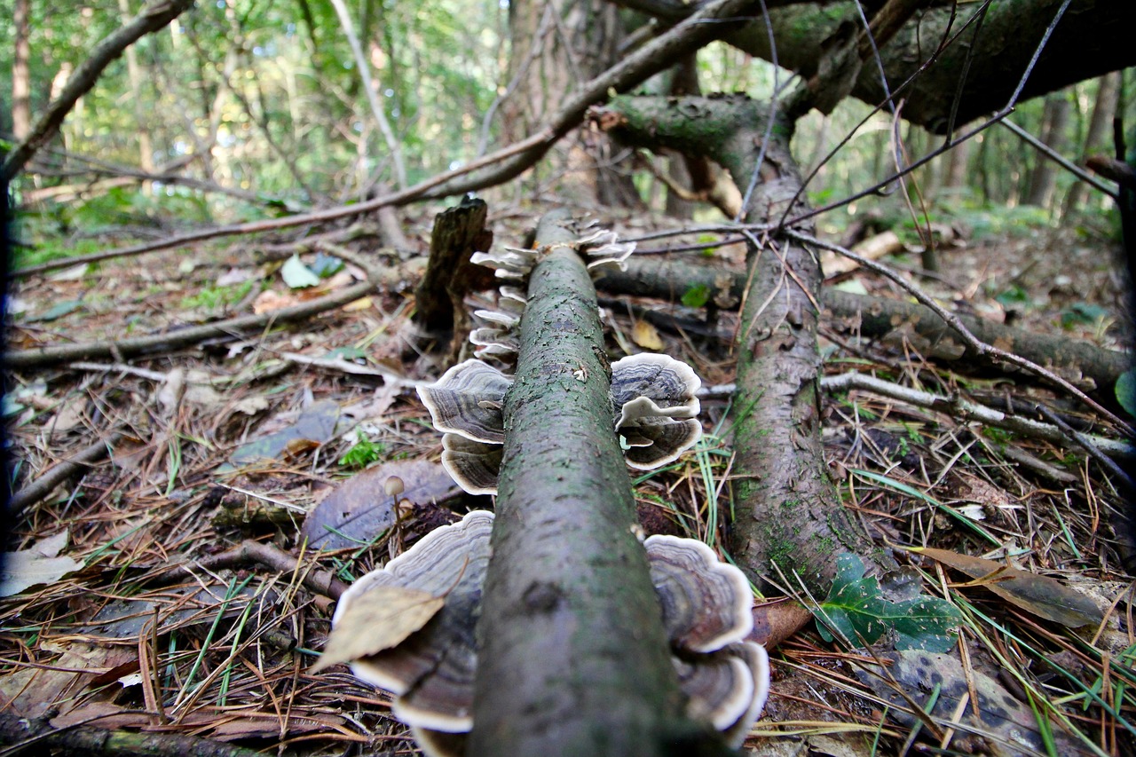 Image - mushroom forest autumn nature