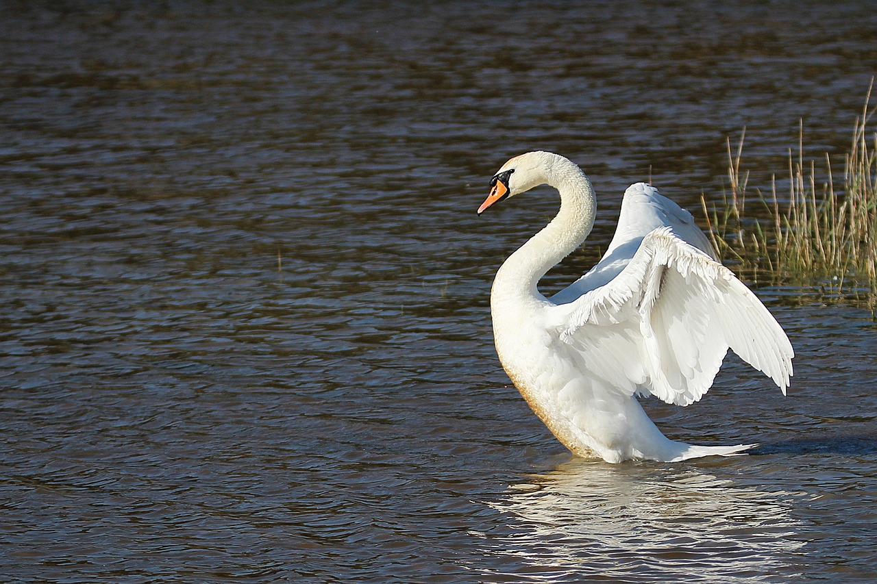 Image - swan pond animal bird animals