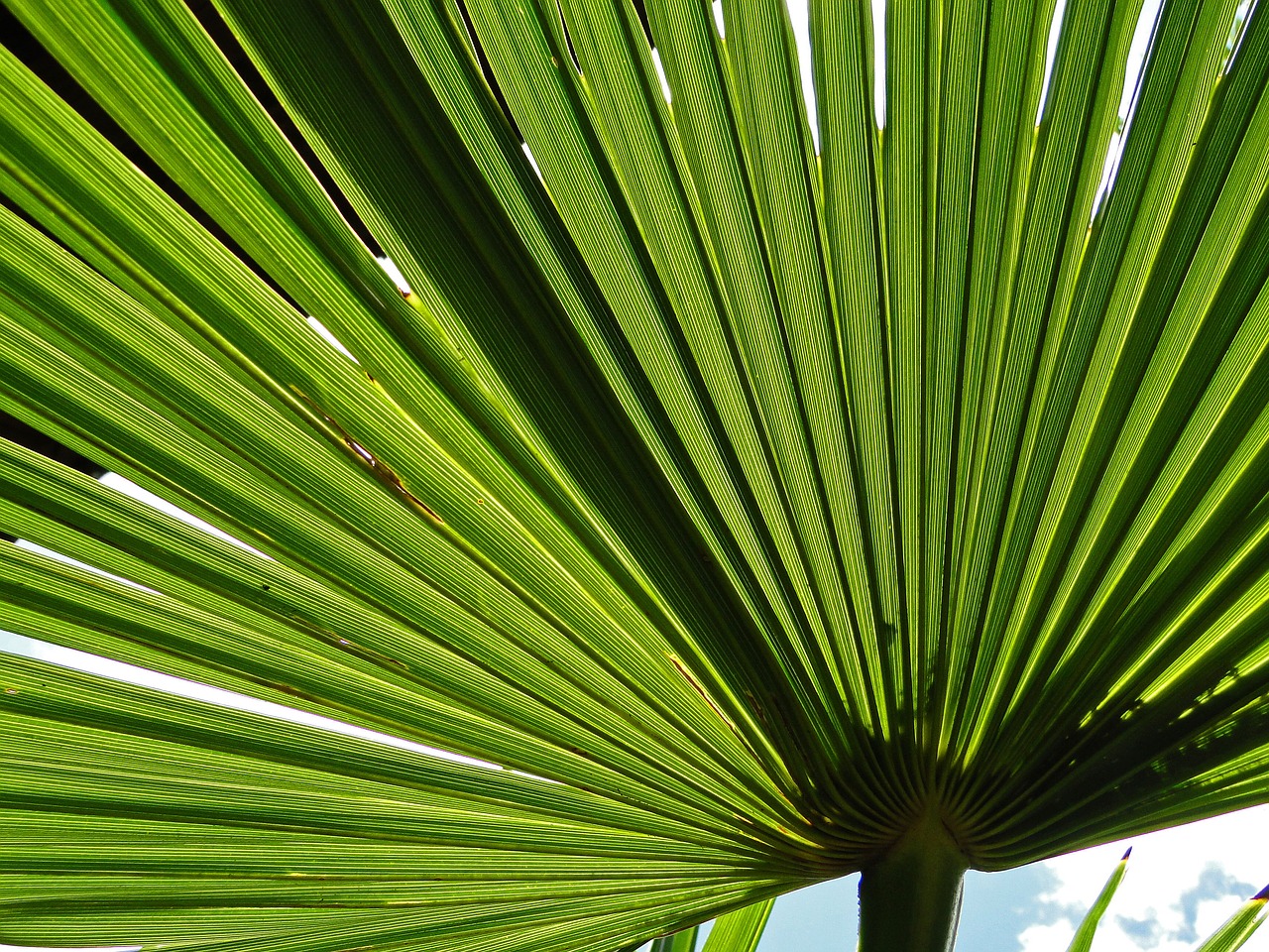 Image - palm leaf green tree foliage