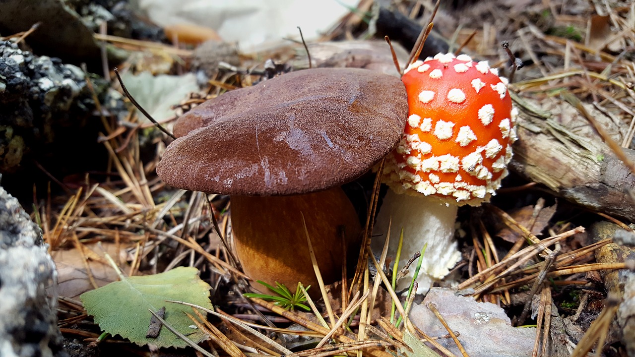 Image - mushroom fly agaric autumn forest