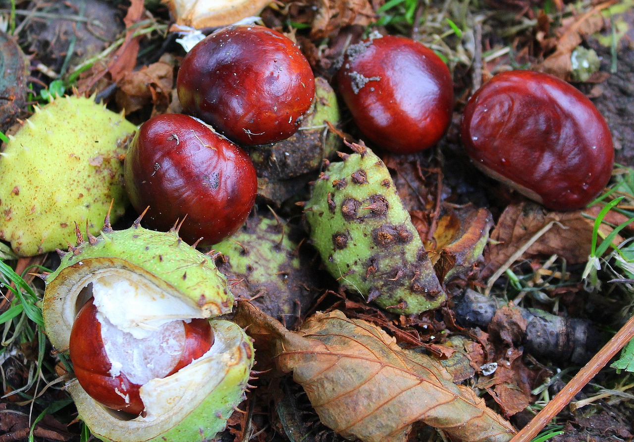 Image - chestnuts horse chestnut autumn