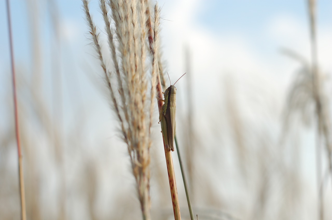 Image - grasshopper reed landscape park