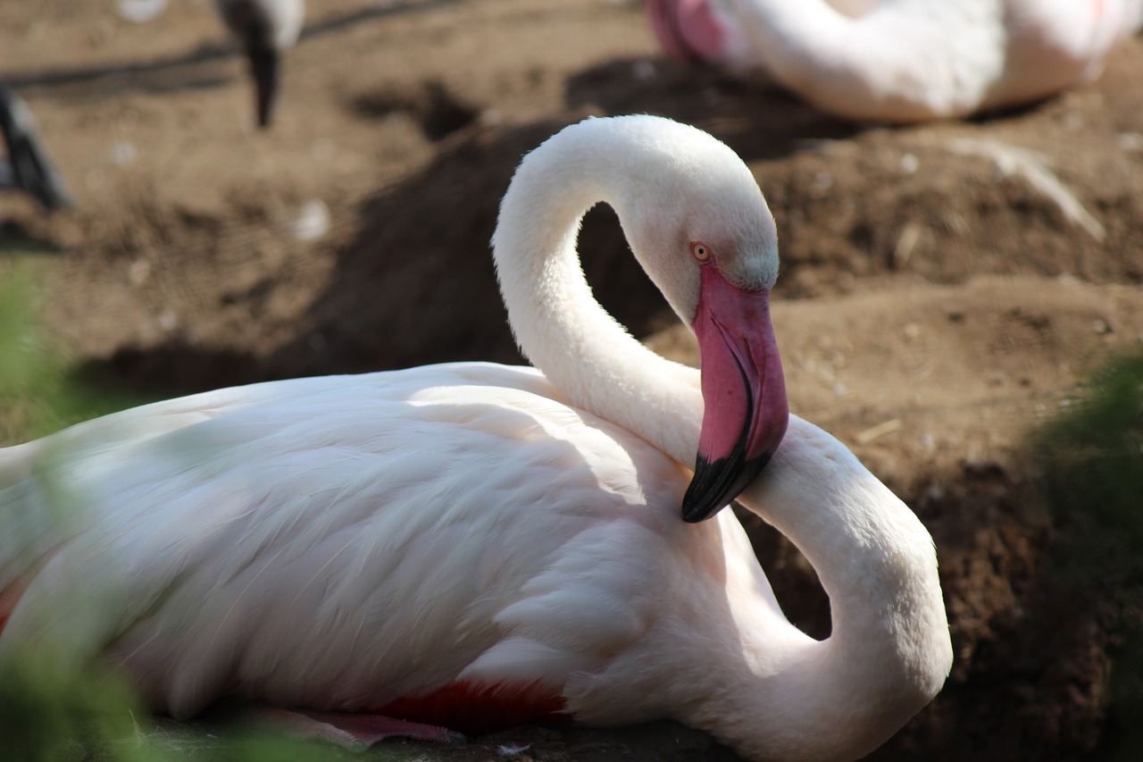 Image - zoo flamingo bird pink