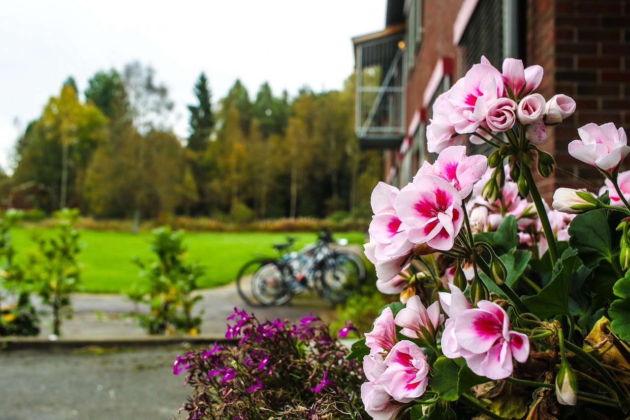 Image - outdoor flower autumn fall blossom