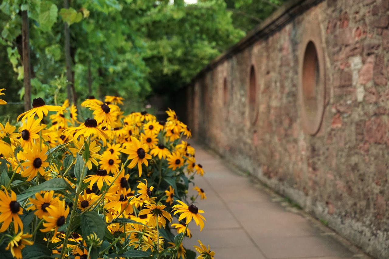 Image - yellow flower aschaffenburg