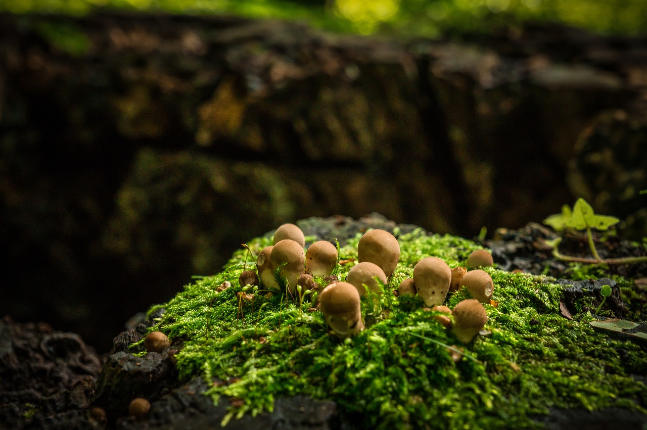 Image - mushrooms autumn tree stump forest