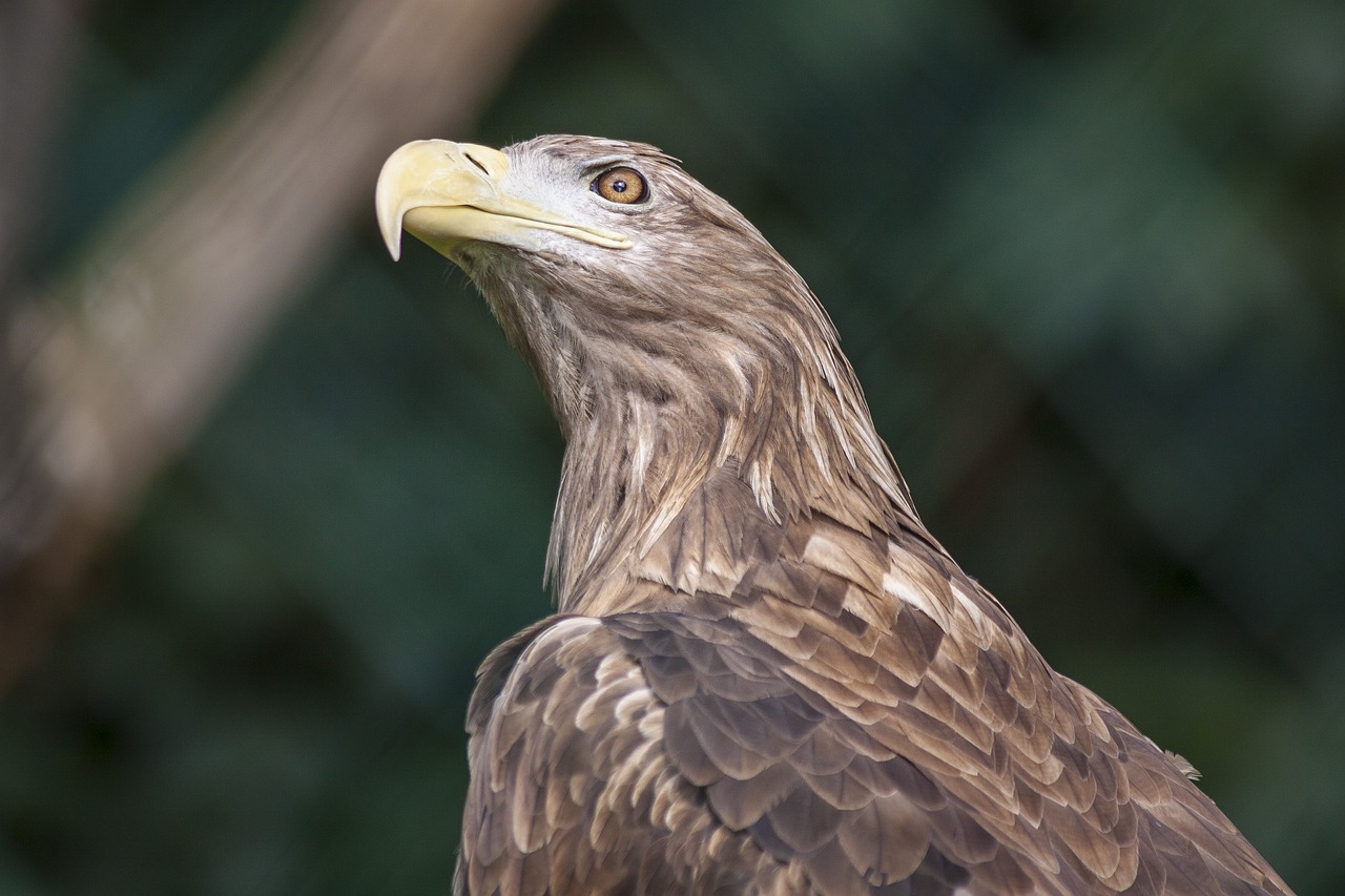Image - berlin zoo adler