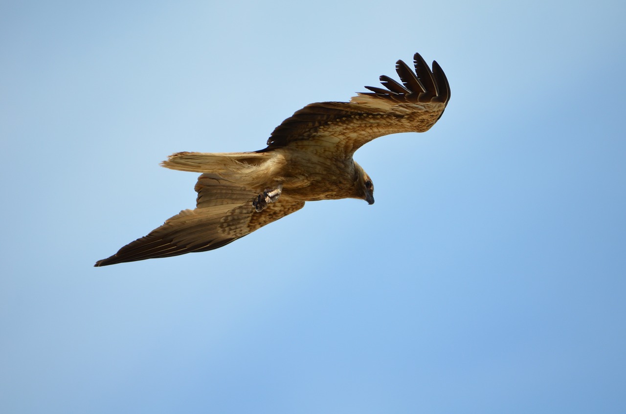 Image - hawk kite bird prey