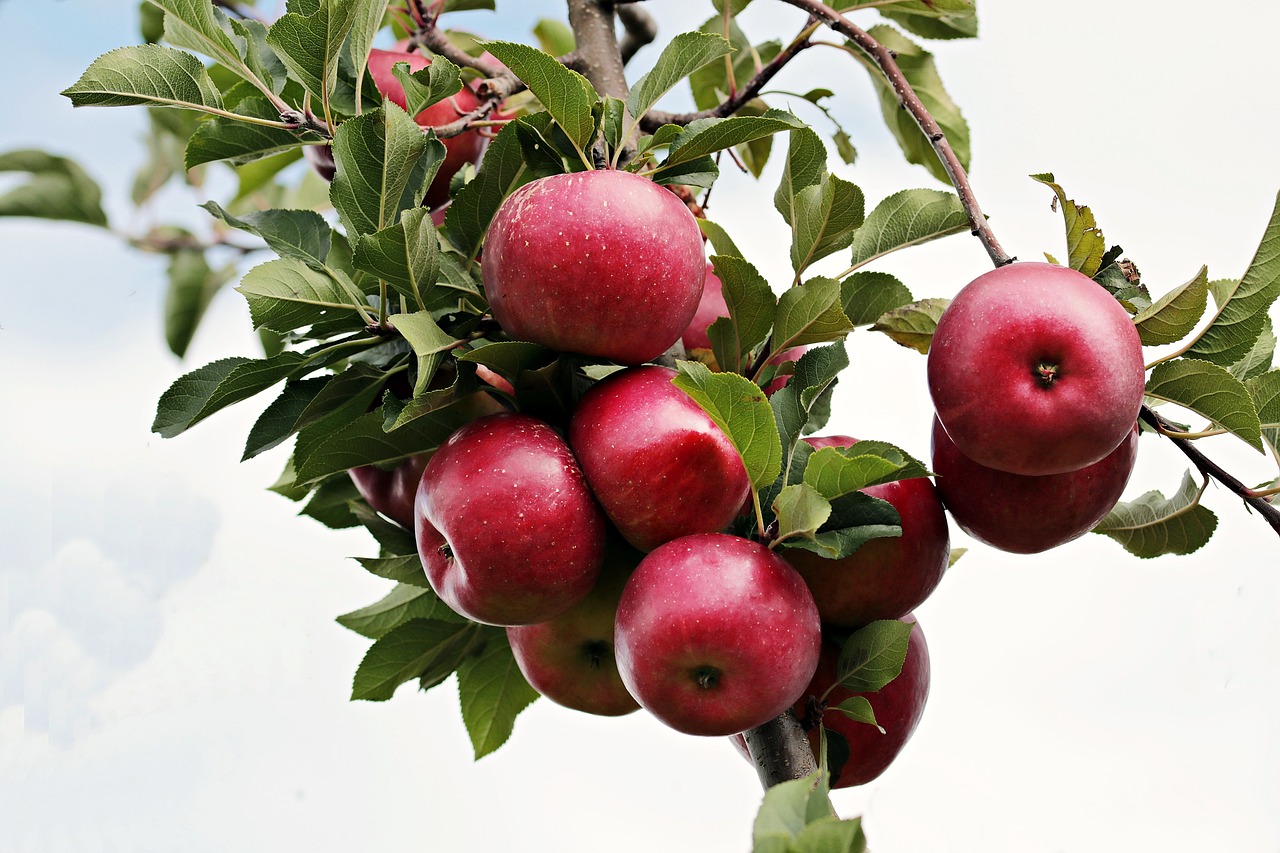 Image - apple red red apple apple orchard