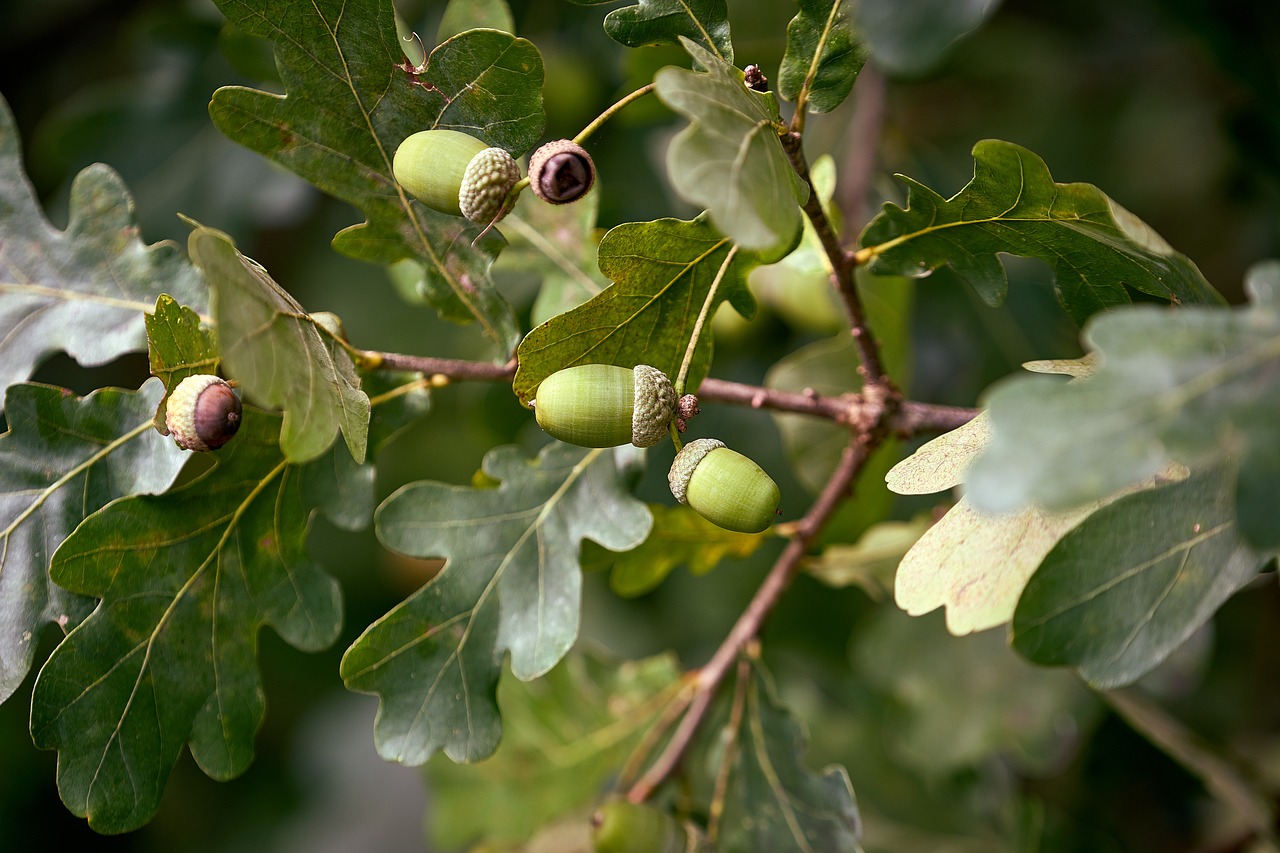 Image - oak acorn nature green autumn