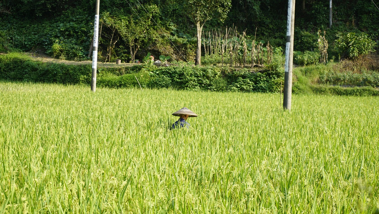 Image - rice farmer humanities