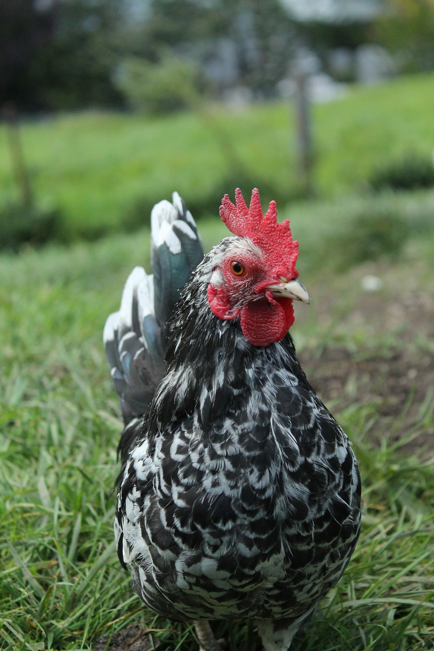 Image - chicken close frontal shot