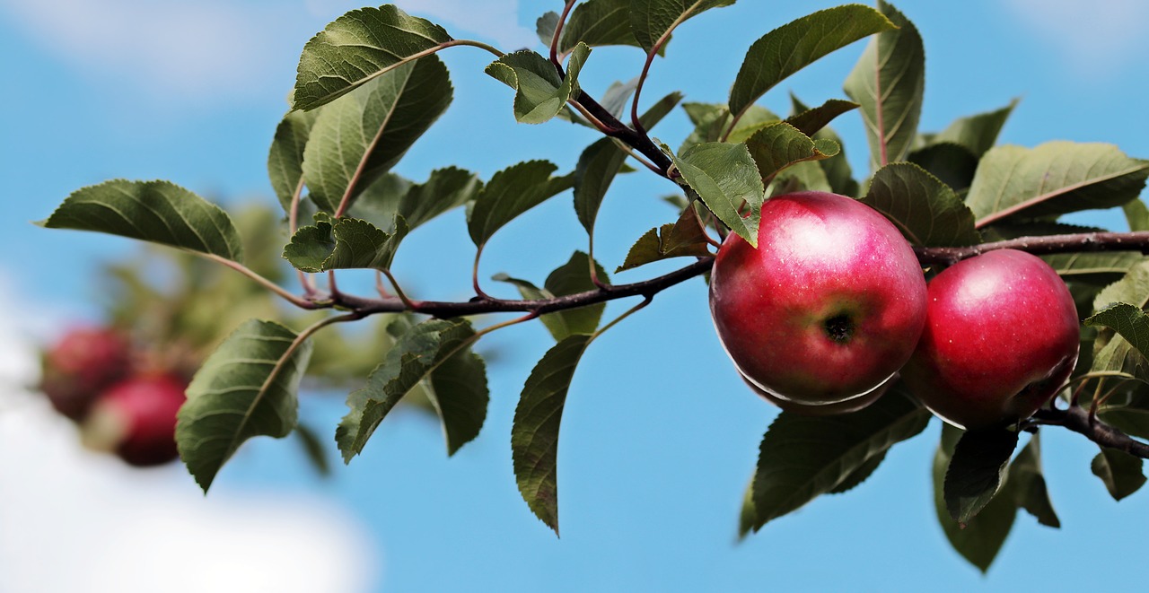 Image - apple red red apple apple orchard