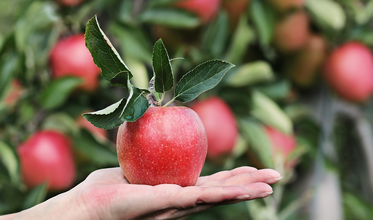 Image - apple red red apple hand