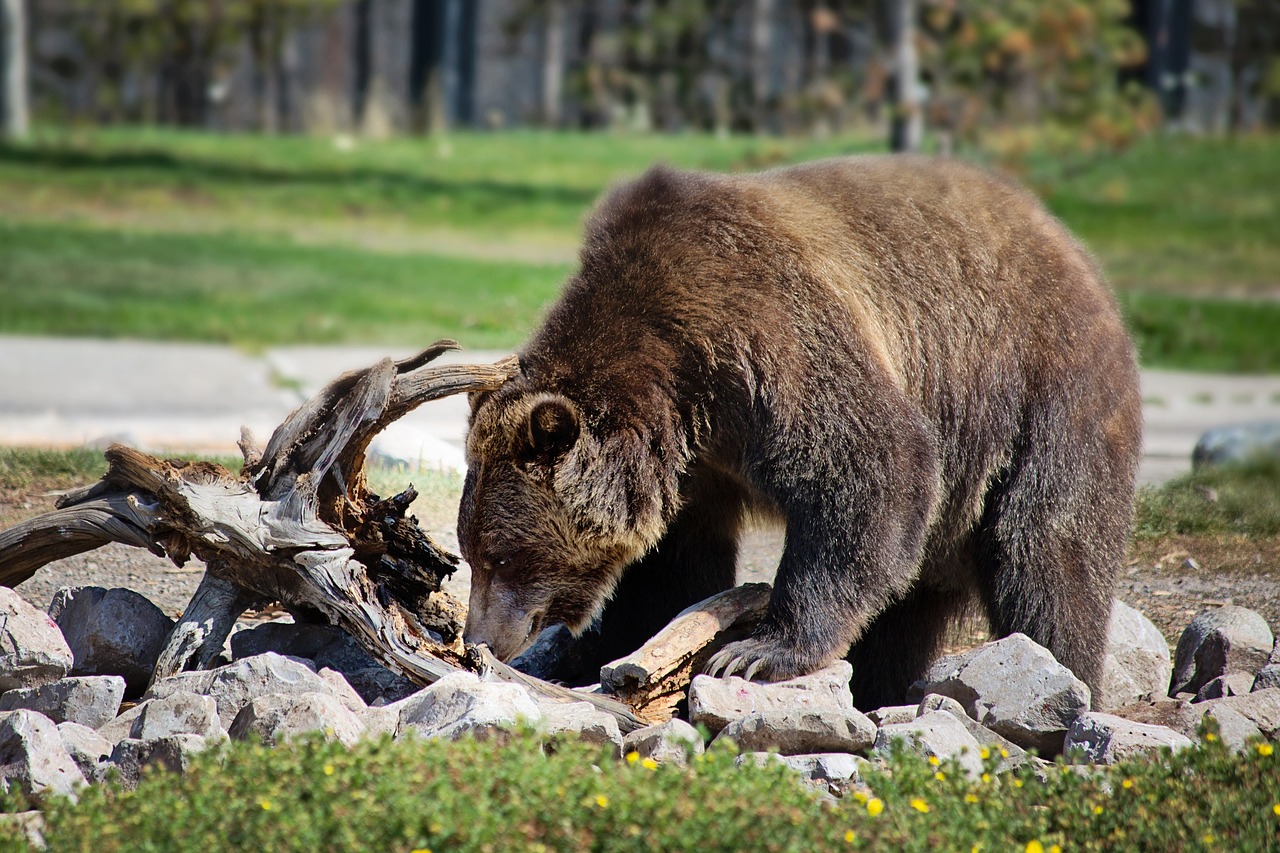 Image - grizzly bear bear grizzly animal