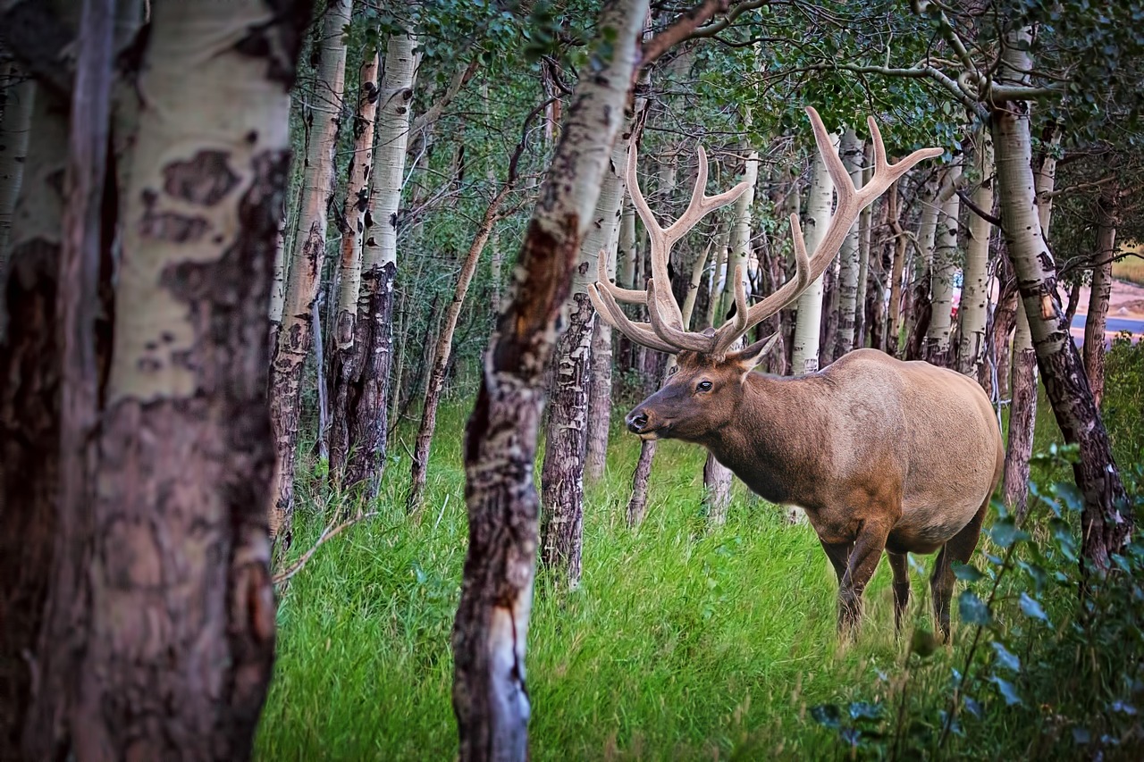 Image - elk forest nature wildlife animal