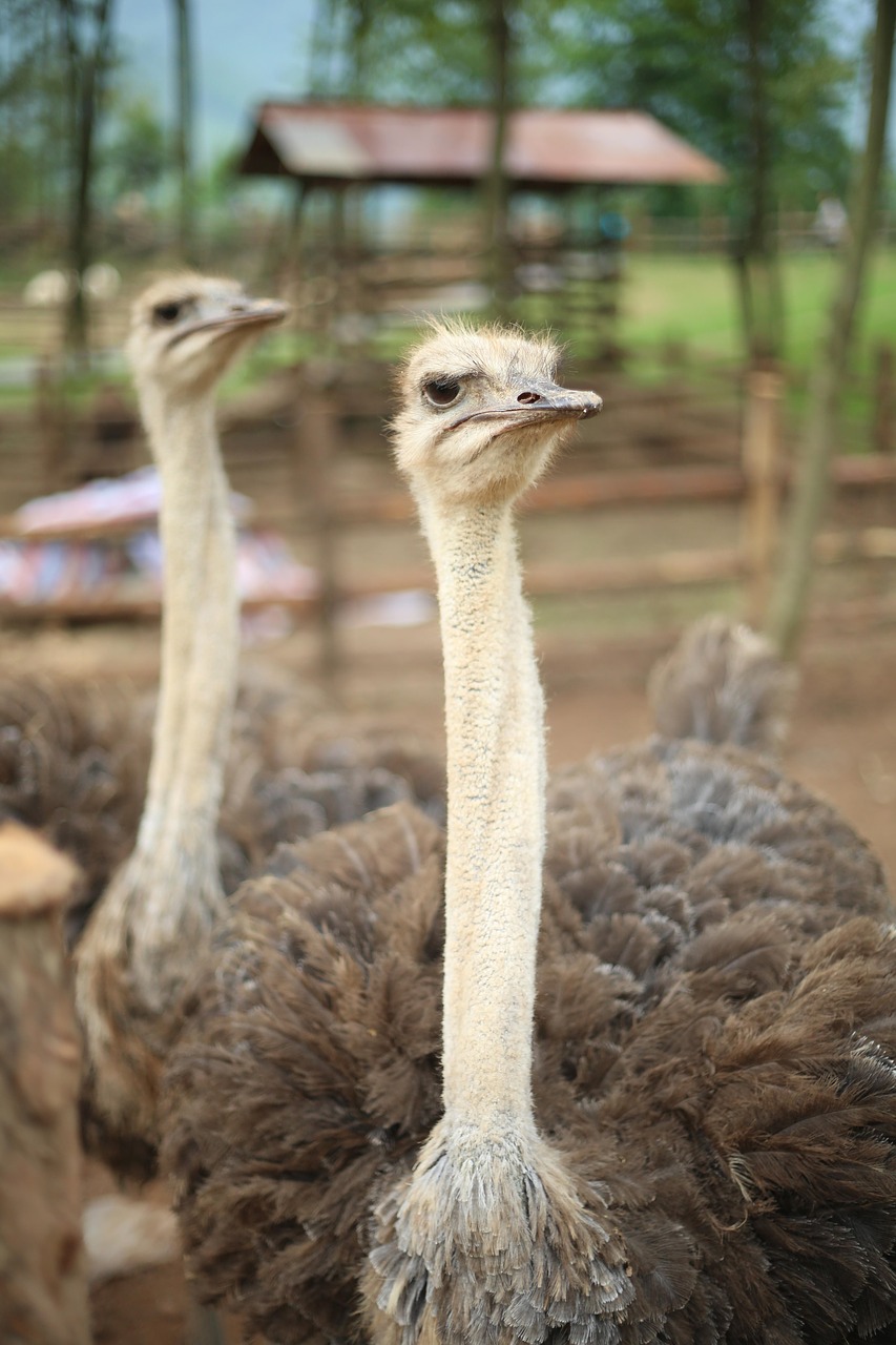 Image - zoo the ostrich feather