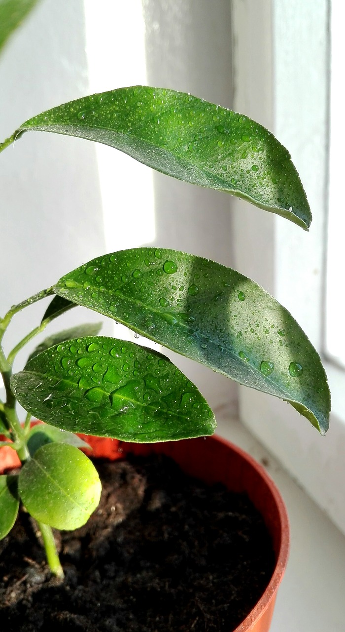 Image - leaves drops plants floriculture