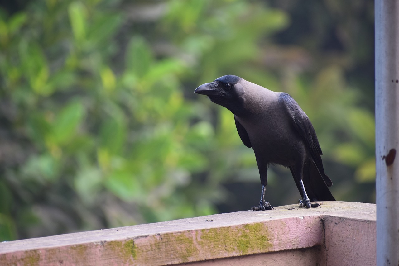 Image - crow black nature bird wildlife