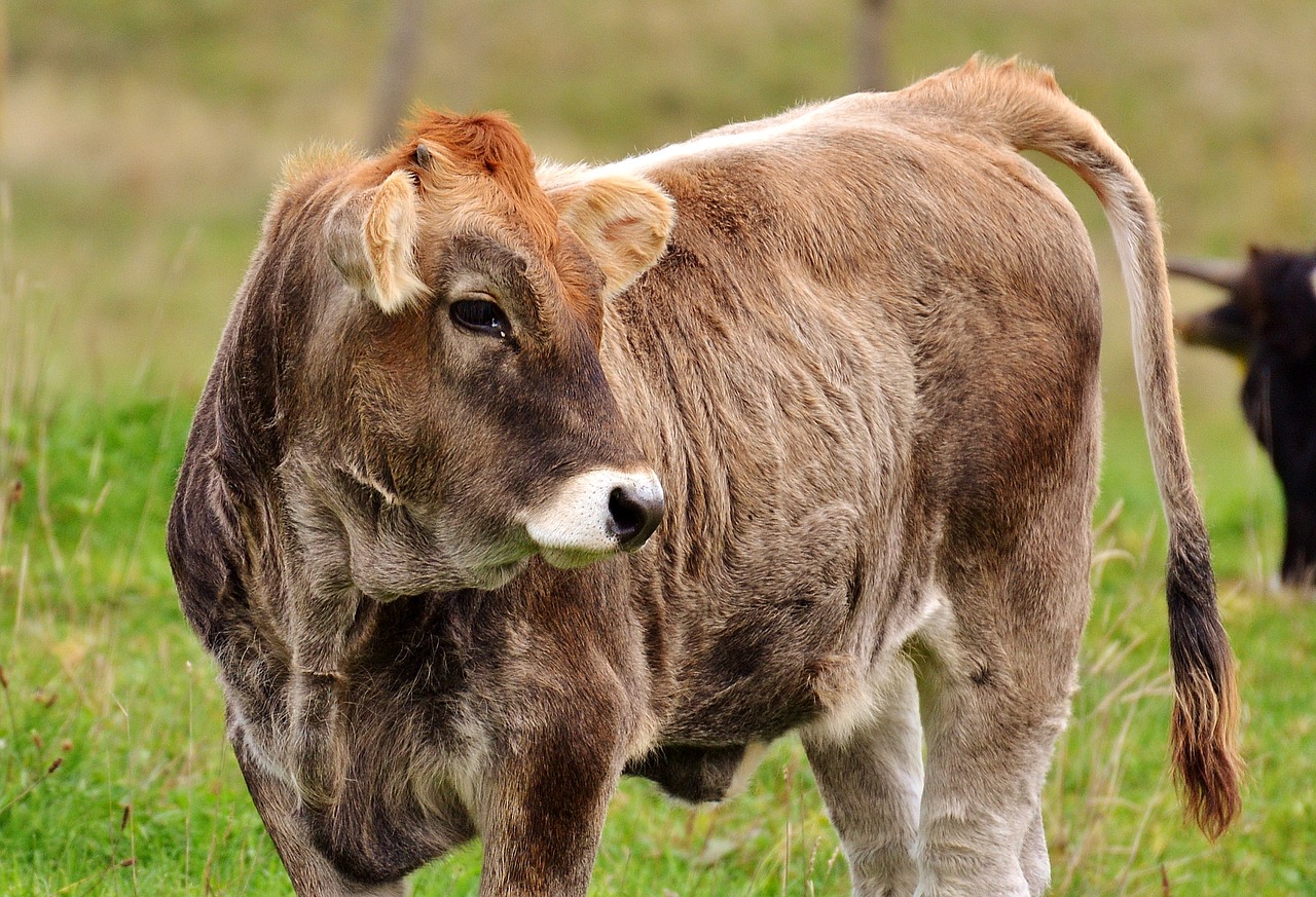 Image - cow allgäu cows cute ruminant