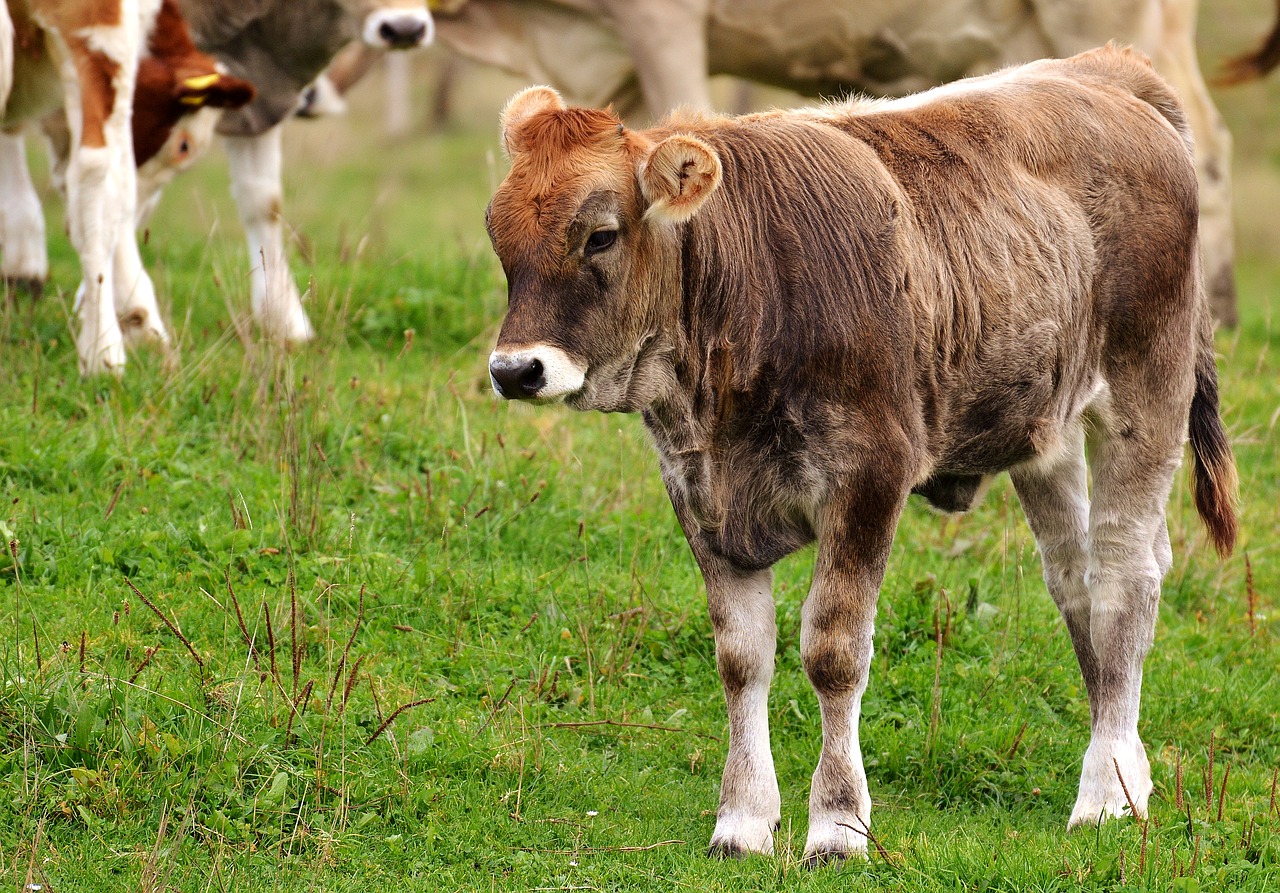 Image - cow allgäu cows cute ruminant