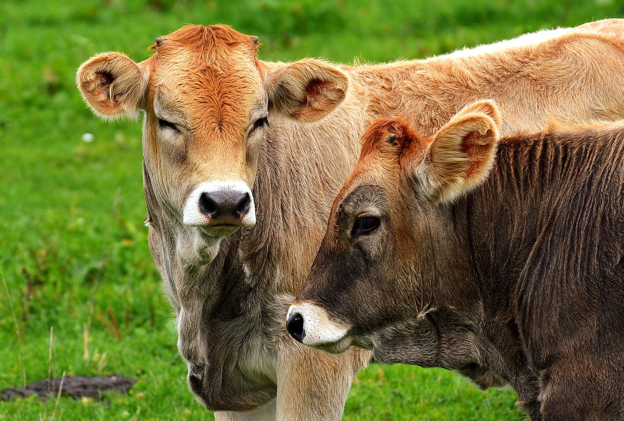 Image - cow allgäu cows cute ruminant