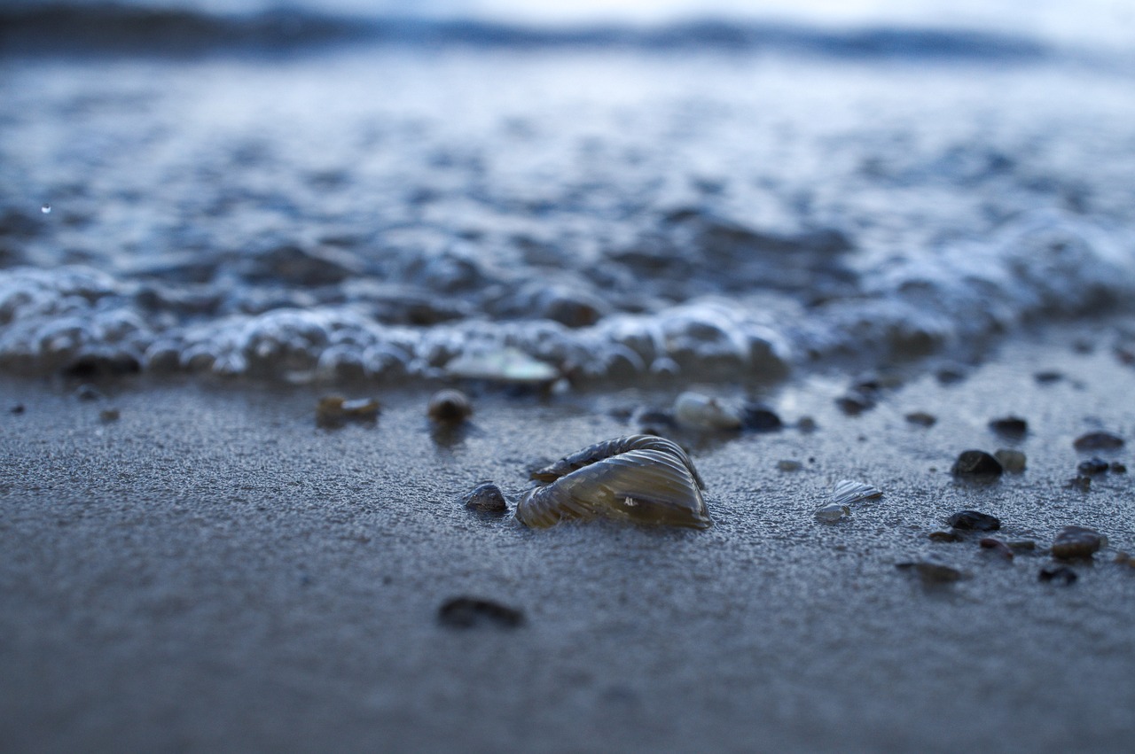 Image - beach water shell close summer