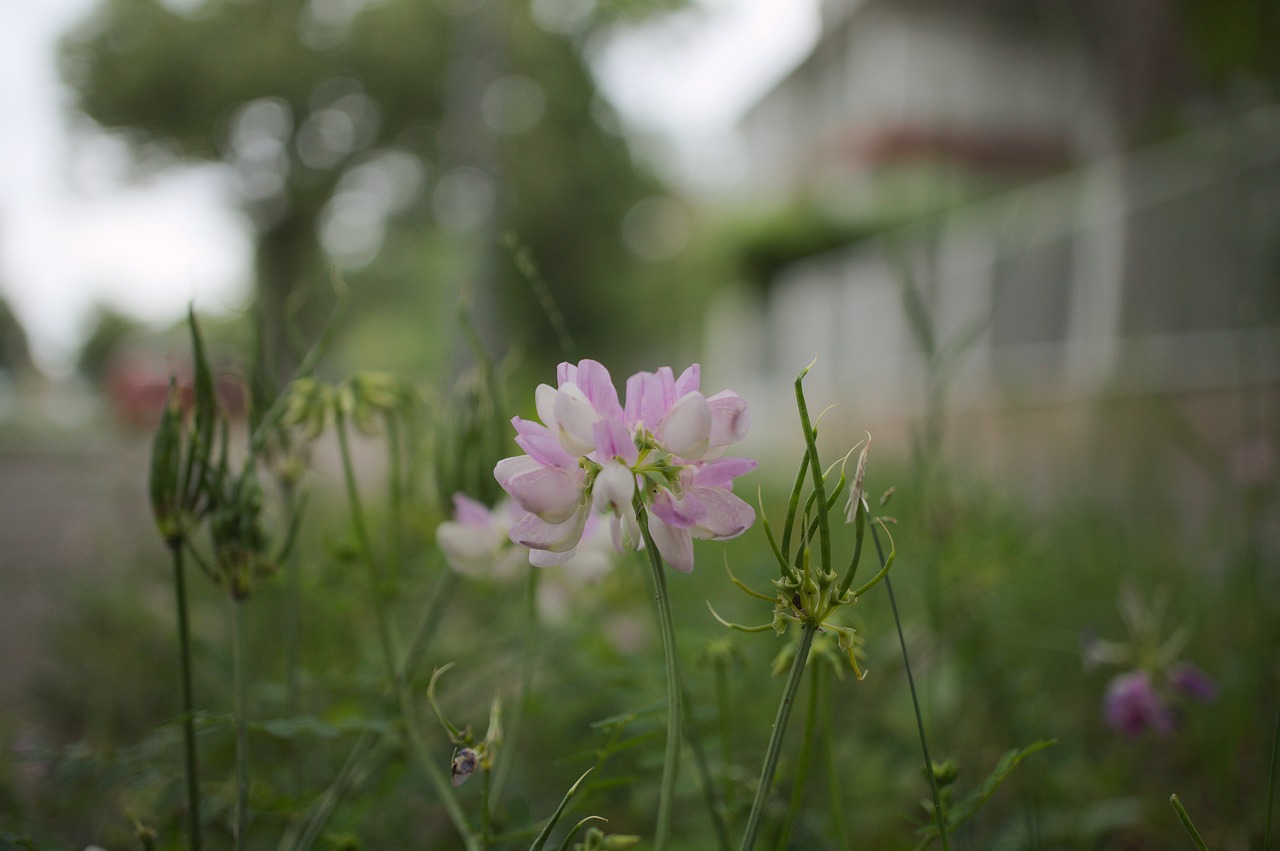 Image - klee flower pink macro close city