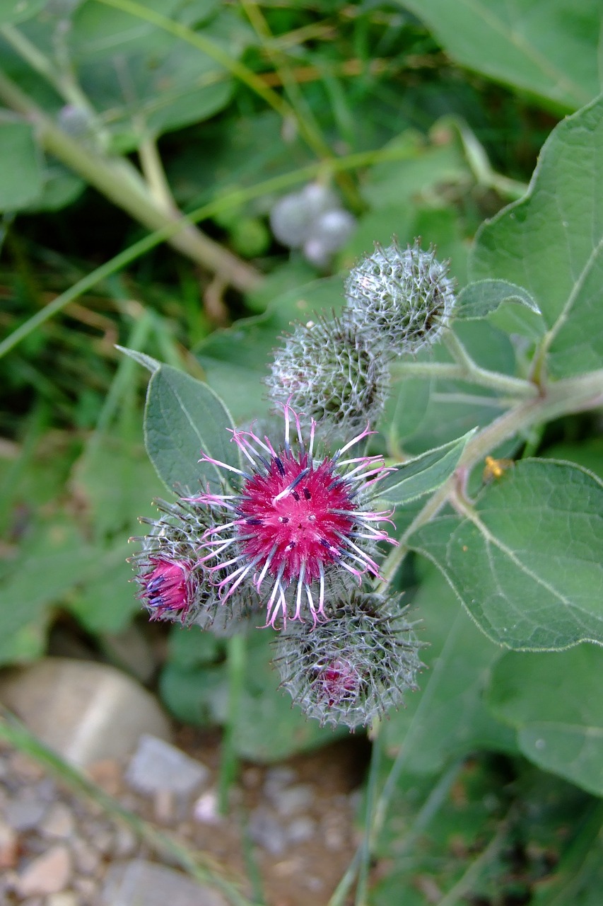 Image - flower thistle weed foliage