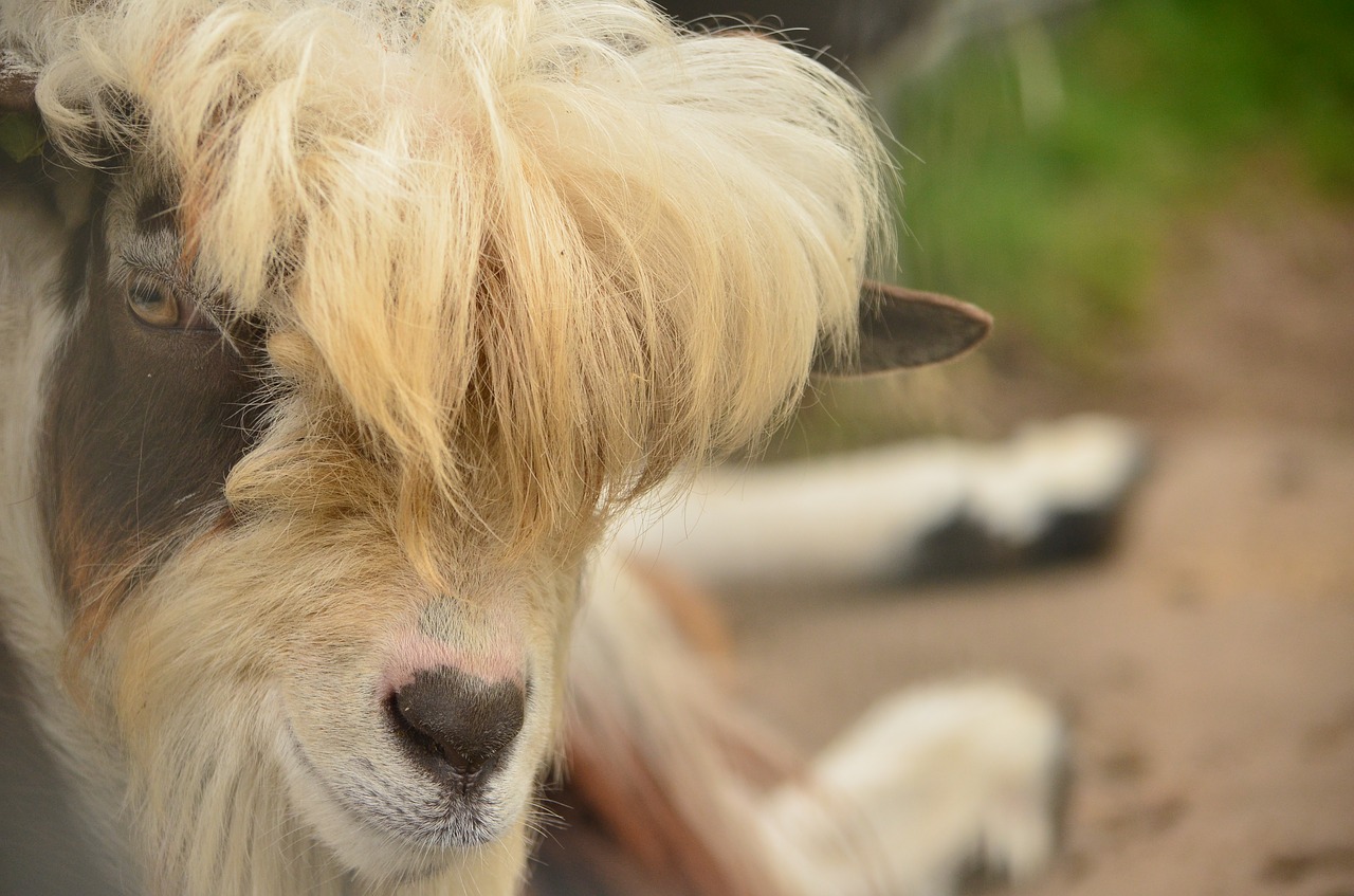 Image - goat her point to petting outdoor