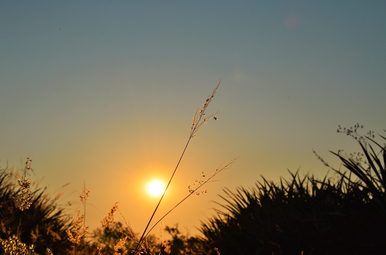 Image - sunset nature flowers sky sol