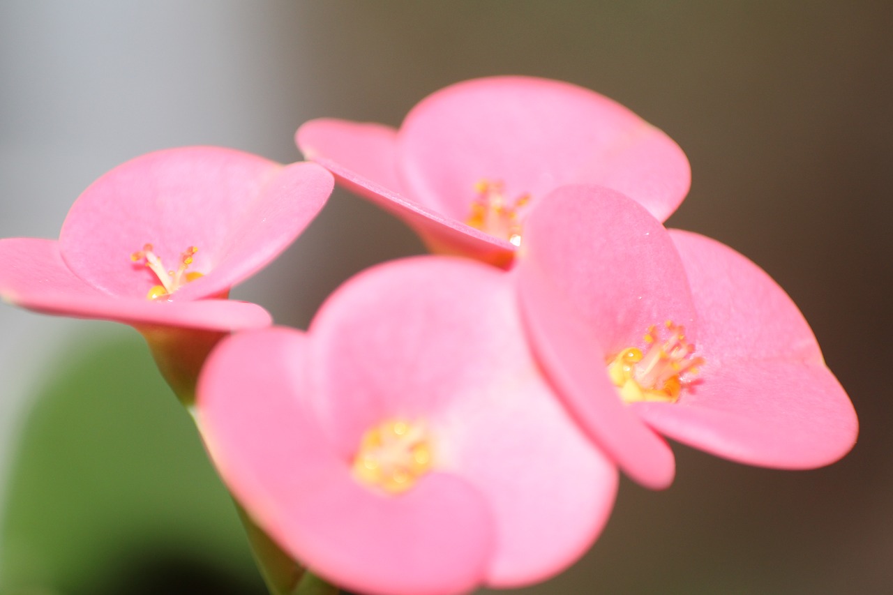 Image - pink flower macro shooting