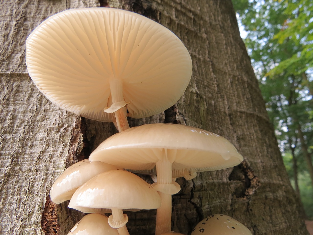 Image - mushroom porcelain fungus fungi