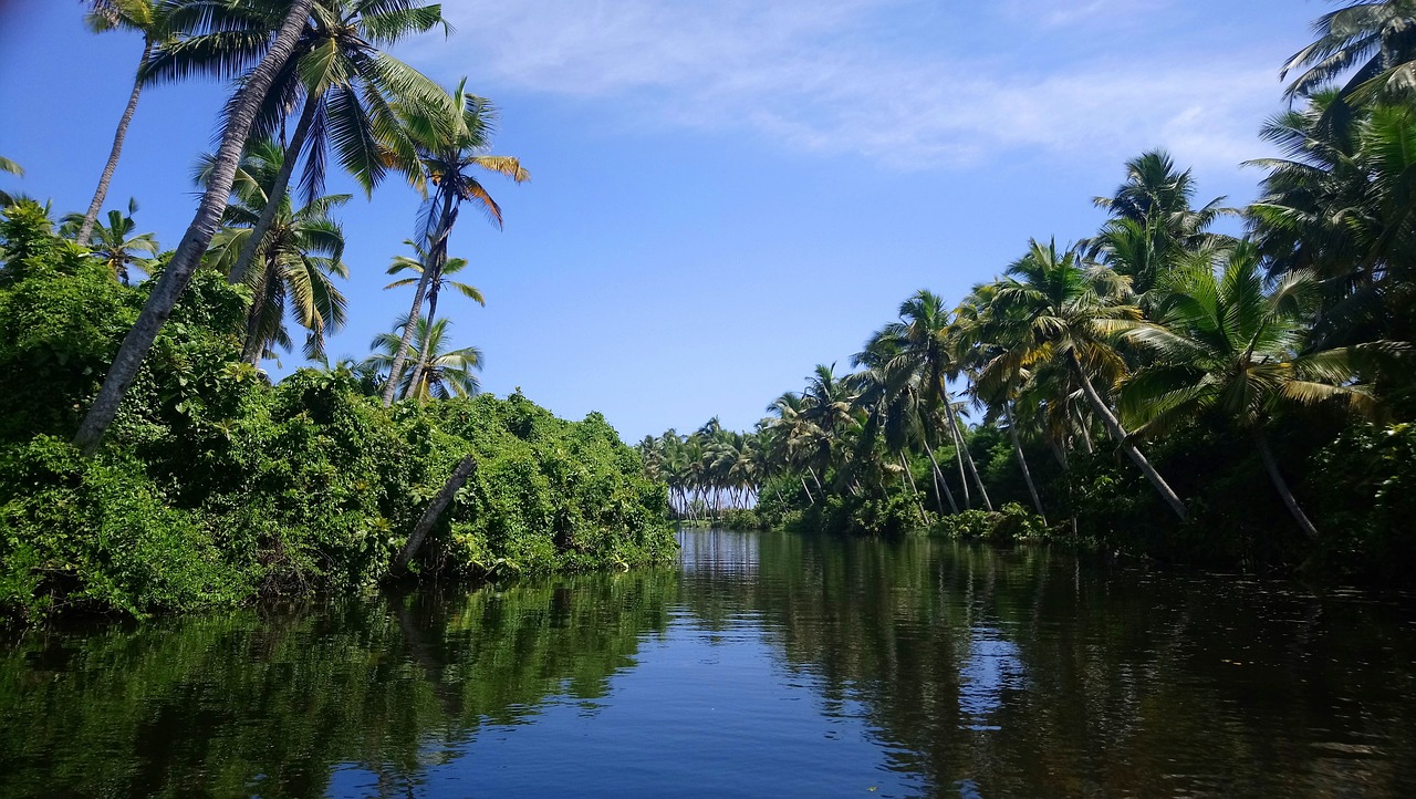 Image - trees green trees with water kerala