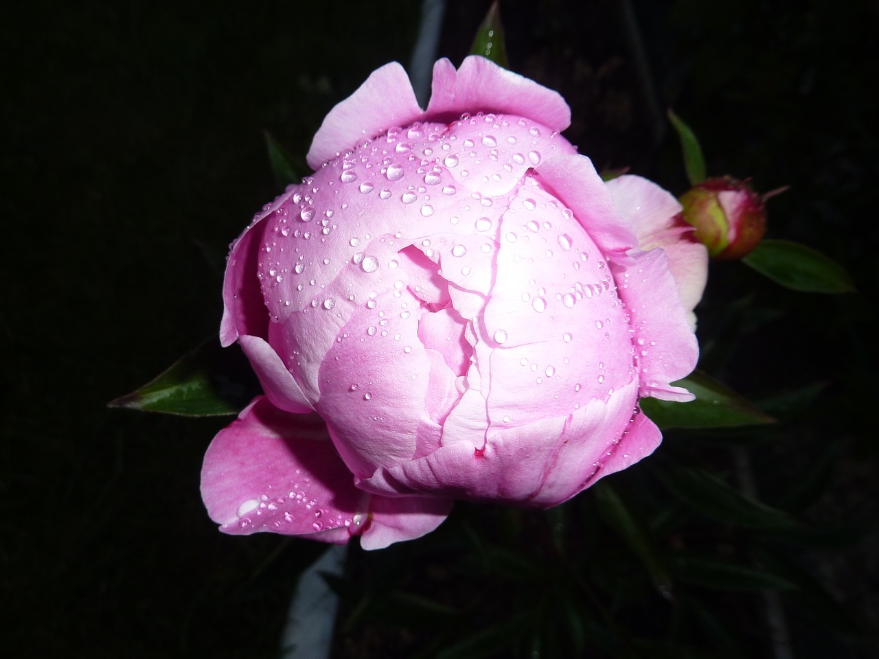 Image - pink flower rose dew morning