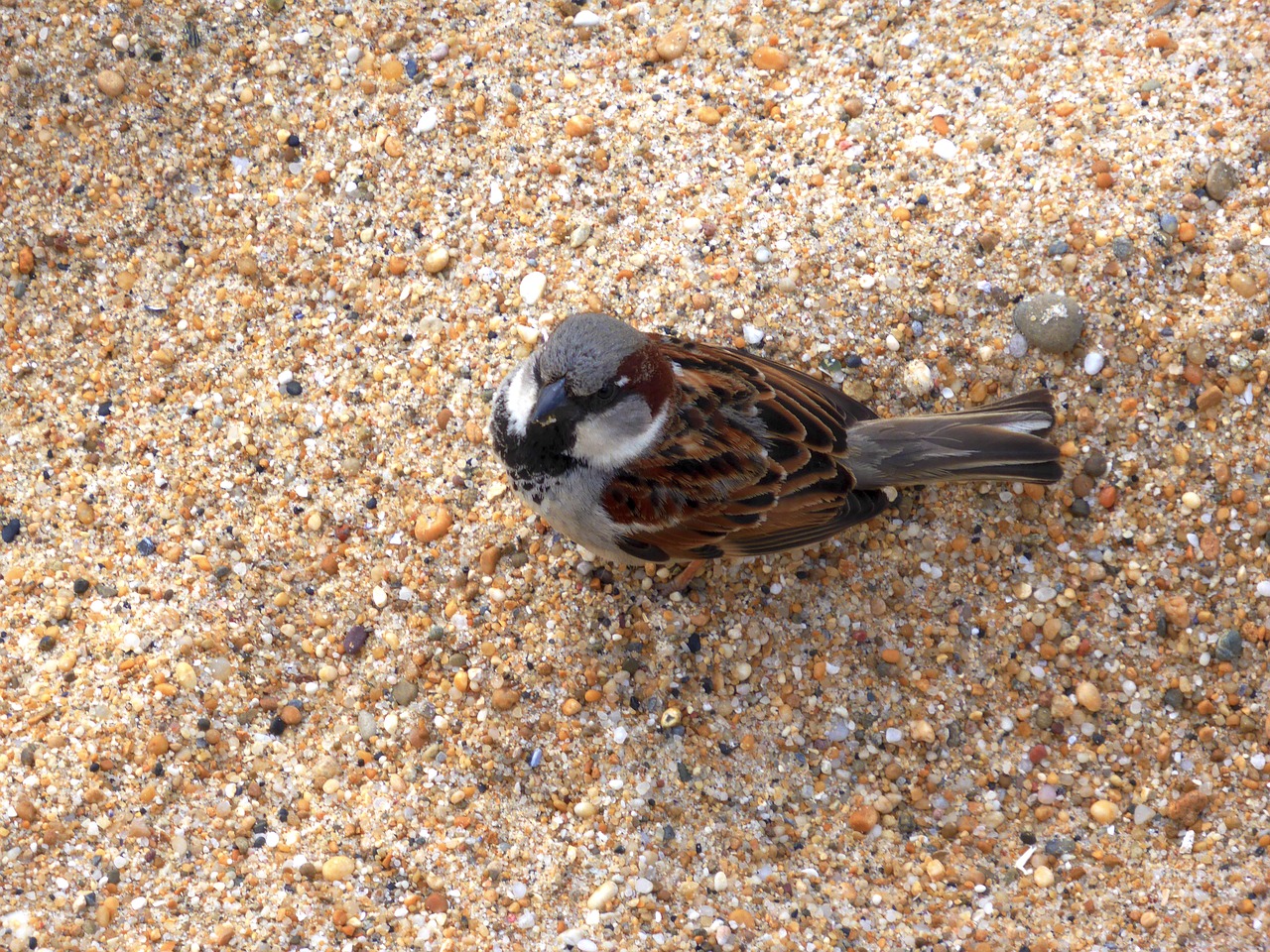 Image - sparrow bird sand nature feathers