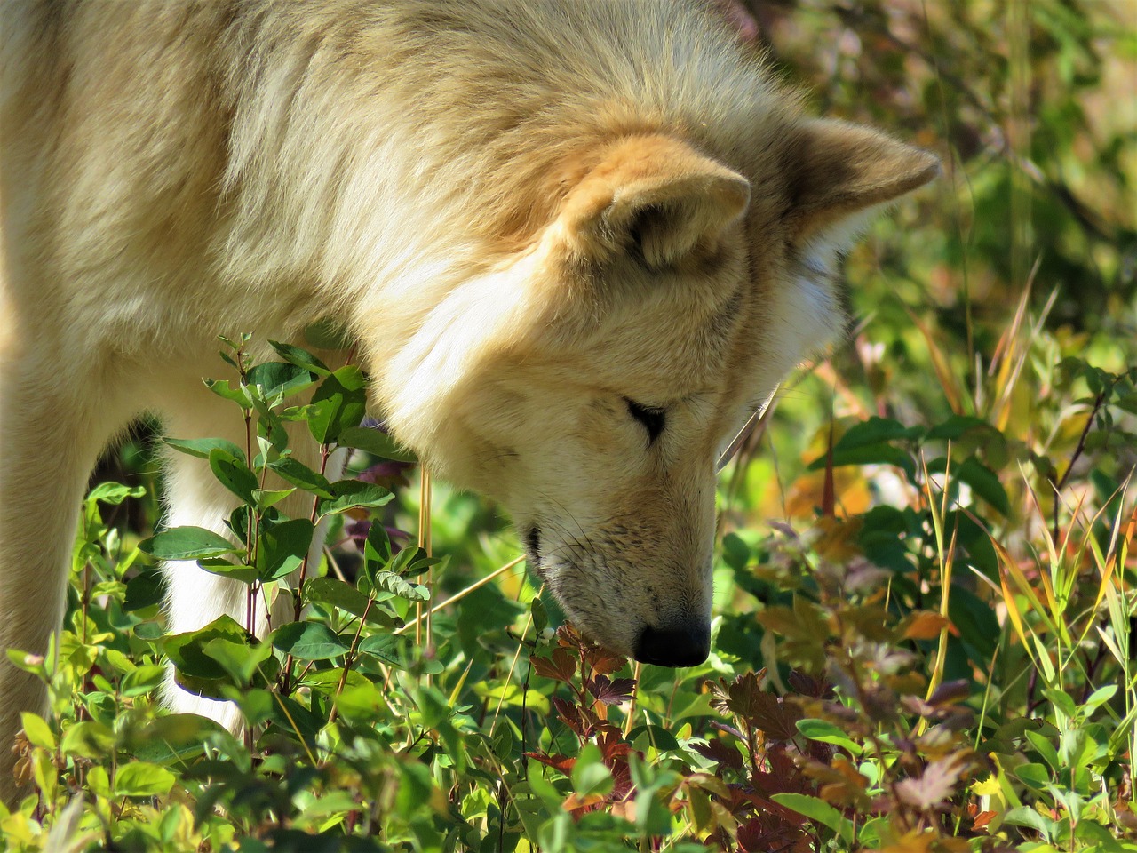 Image - wolfdog wolf dog hunting sniffing