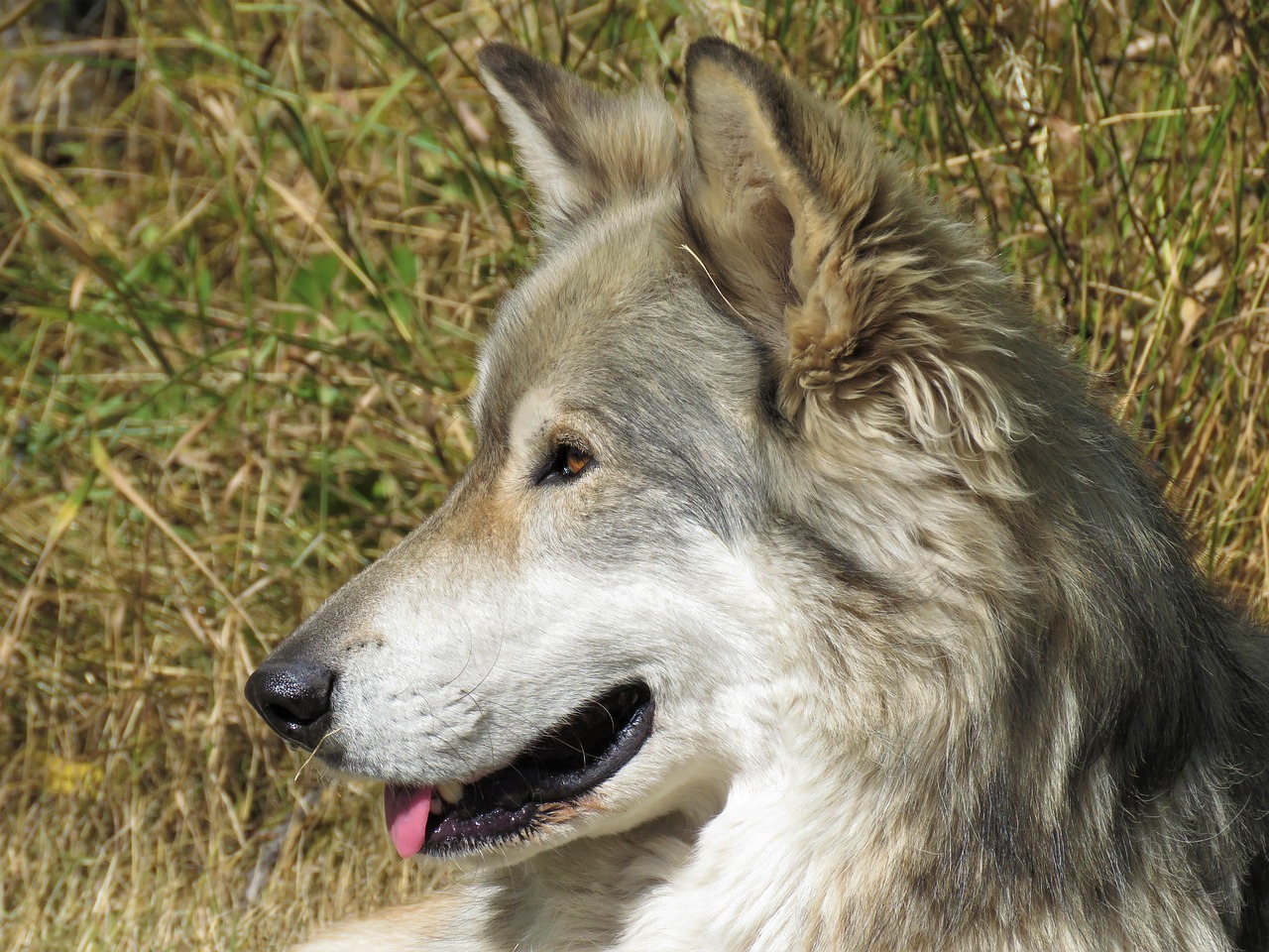 Image - wolfdog wolf dog sanctuary