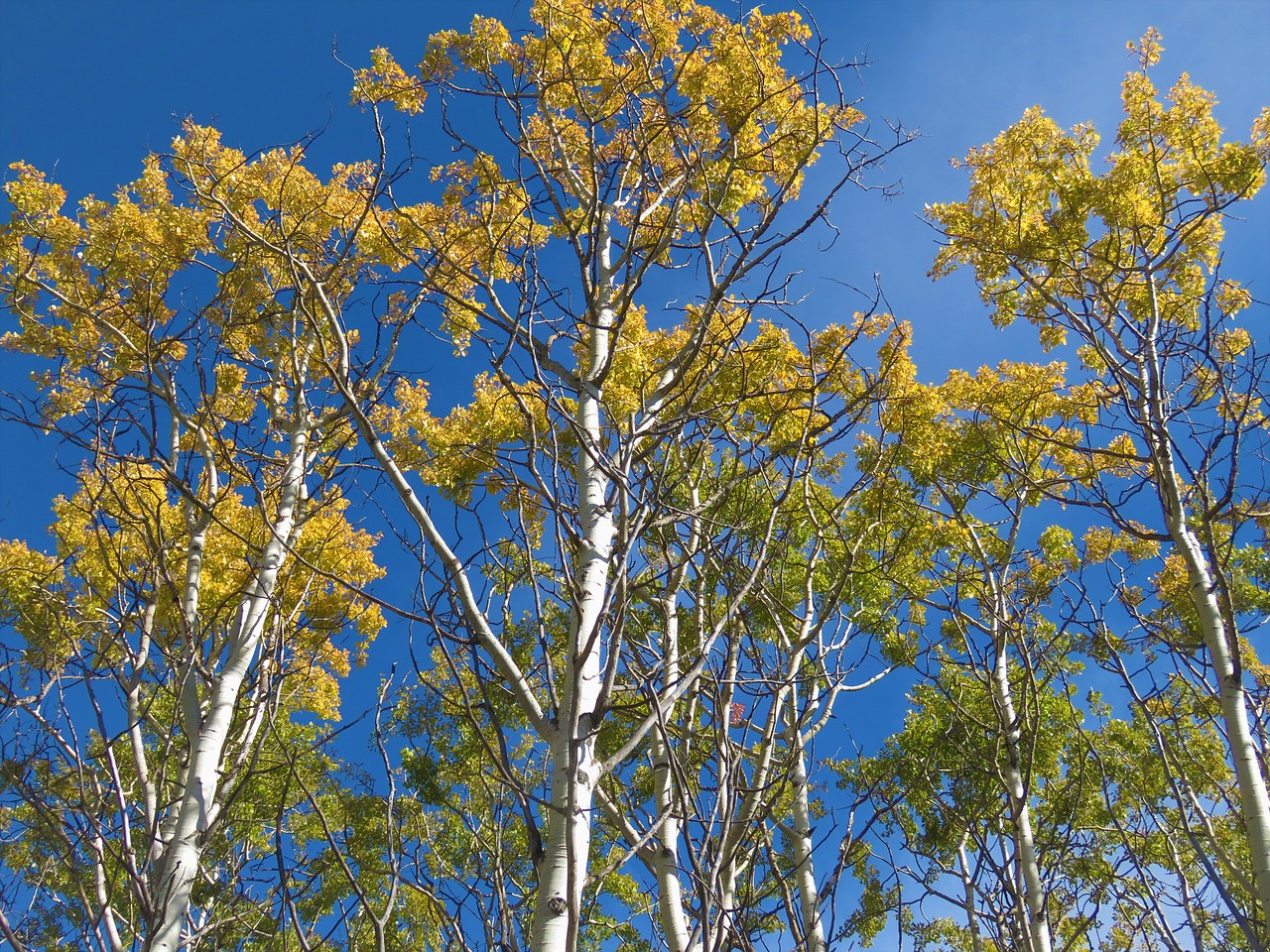 Image - birch trees sky forest fall