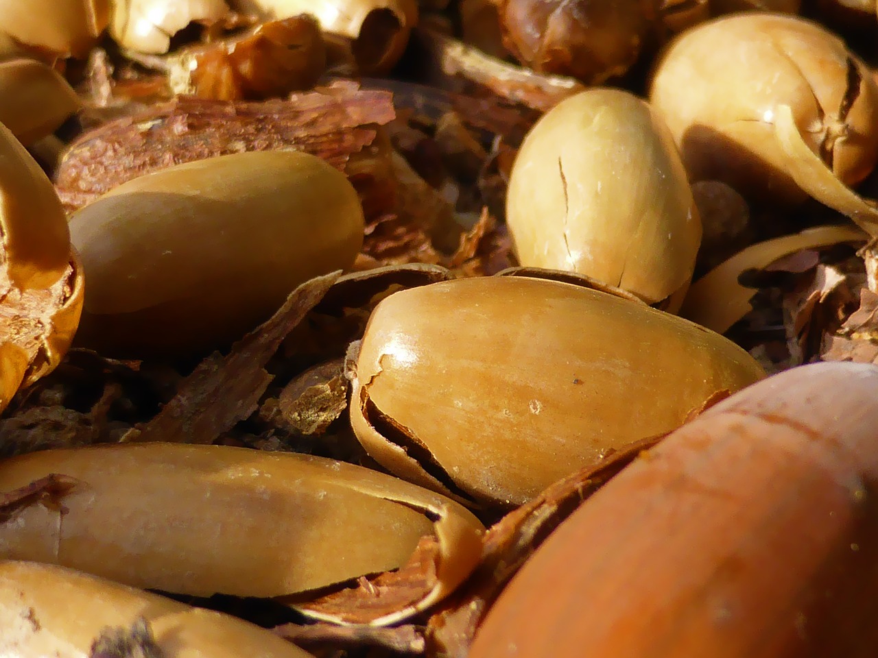 Image - nature picture acorn fall soil