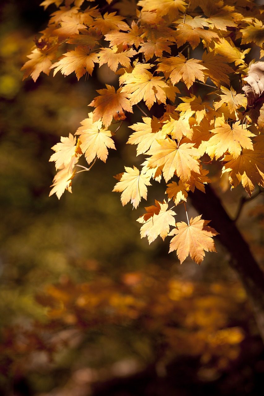 Image - autumn autumn leaves dobong