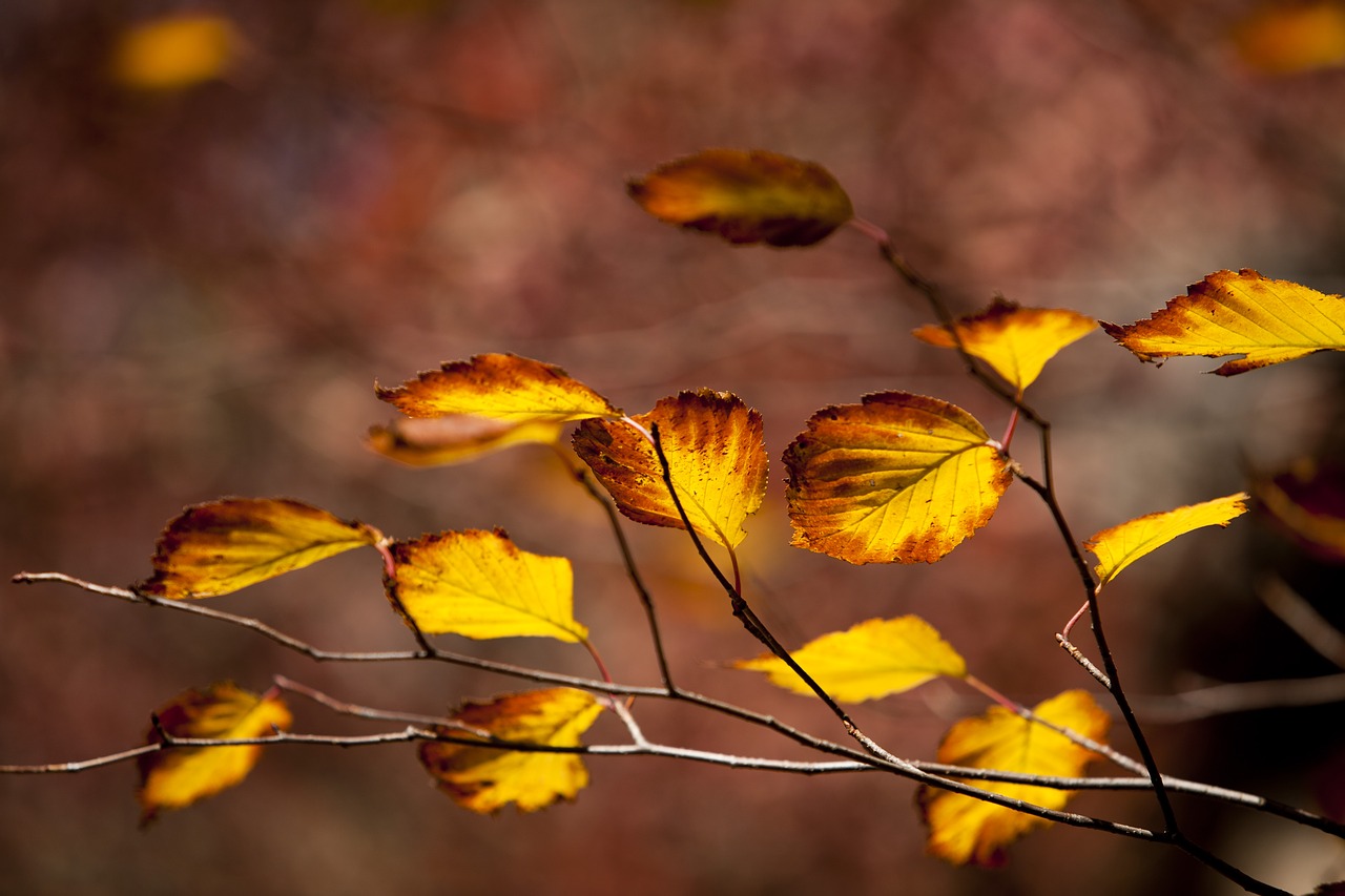 Image - autumn autumn leaves dobong