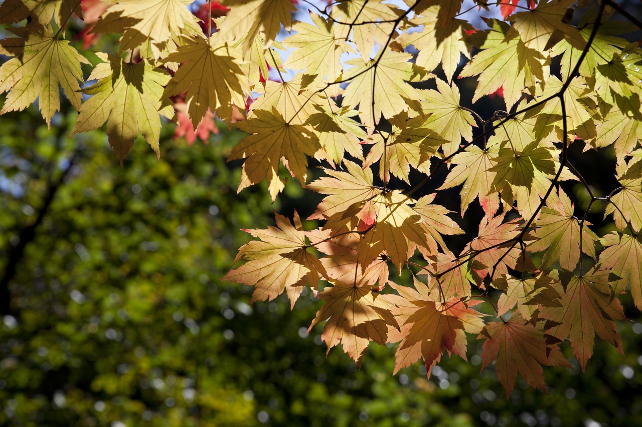 Image - autumn autumn leaves dobong
