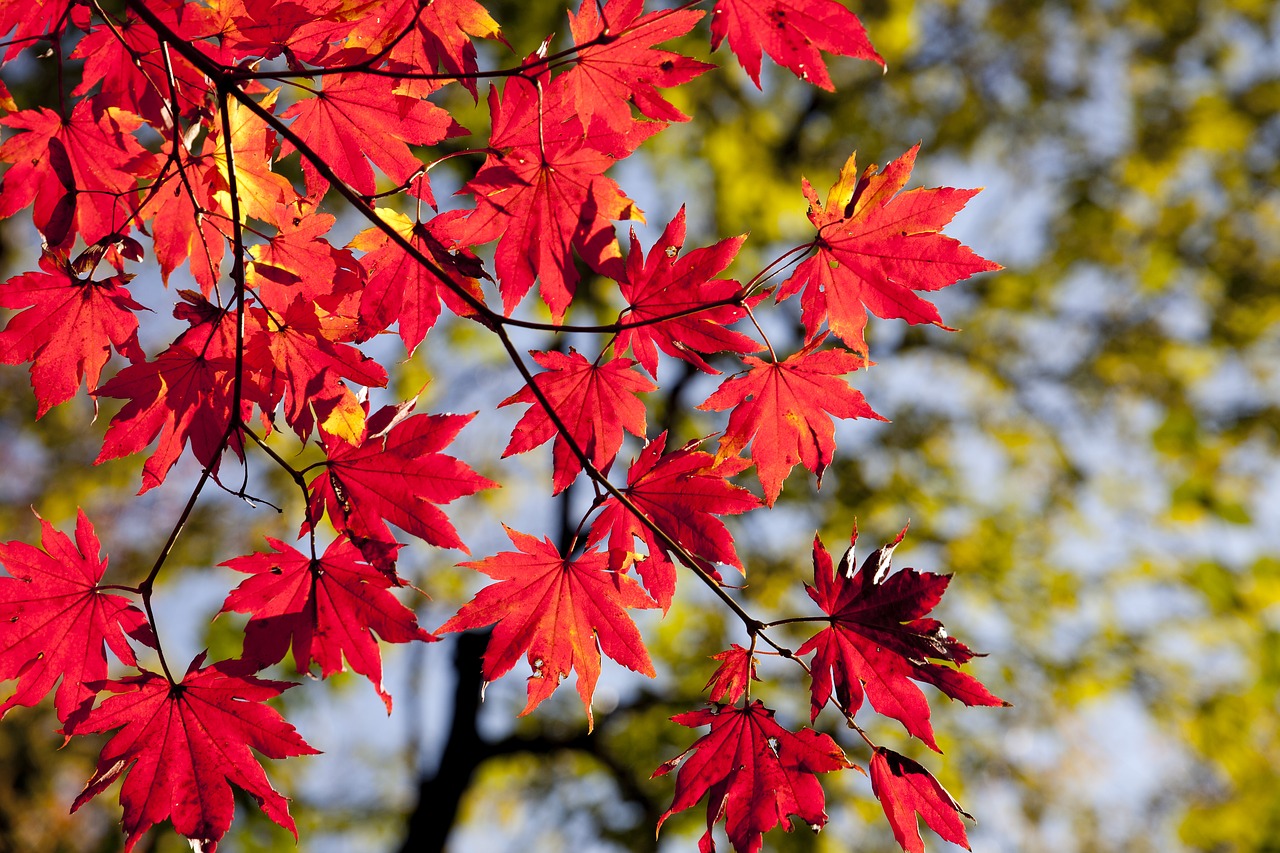 Image - autumn autumn leaves dobong